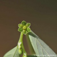 Phyllanthus maderaspatensis L.